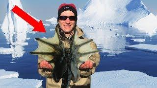 Strangest Creatures Found Living In Antarctica