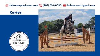 Carter Blue ** 4 Year old Jumper Allforit Farm YHS