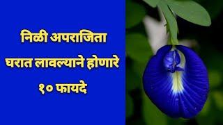 10 Benefits of Planting Blue Aparajita Vine at Home | Benefits of Blue Aparajita Flower