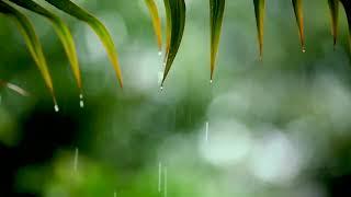 Relaxing Music & Soft Rain Sounds: Relaxing Piano Music, Sleep Music, Peaceful Music 148