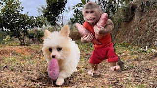 Unbelievable | Super monkey Max and dog Min harvest sweet potatoes.