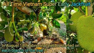 Vietnam Super Early Jackfruit Farming ||  All Time Jackfruit, All India Plant Supply