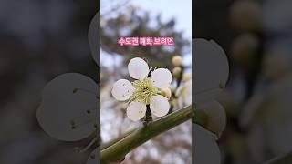 수도권 매화는 언제 피나요? 매화 보려면 어디로 가야하나요?#shorts