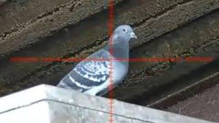 FERAL PIGEON SHOOTING - HIK ALPEX