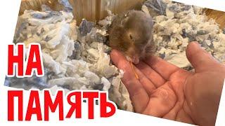Ну почему жизнь такая? #натальяфальконе #usa #сша