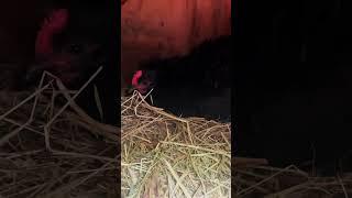 Harmony ! glad to see three chickens finally figured out where to lay eggs ! no more fights 