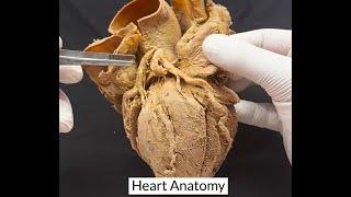 Heart Anatomy