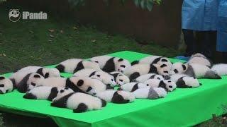 Adorable panda cubs make public debut in China