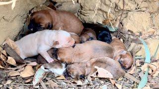 The dog  mom led us through the forest to an astonishing sight—12 dogs  living in a cave! 