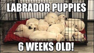 Labrador Puppies 6 Weeks Old!