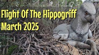 Flight Of The Hippogriff POV Full Ride Through And Queue MMarch 2025