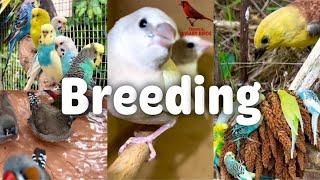 2024 UPDATE - Breeding Birds | Finches, Canary, Budgies, Bird Aviary | S4:Ep2