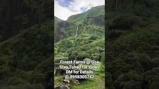Forest Farms @ Goa| Stay Tuned for Video| DM for Details @ 9958305742