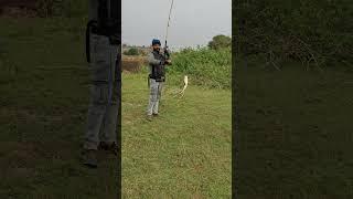 Tiger Snakehead Caught Morning Fishing Murrel Fish#snakehead #fishing #india