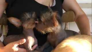 Kissing Hairless Dogs ~ Puppies ~ Yorkie Xolo Mix