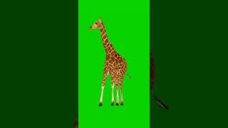 Zoo Animals Green Screen No Copyright | Green Screen 3D Animals #greenscreenanimals #walking #viral