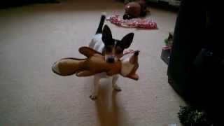 Jack Russell 1 year 1 month after Double IVDD surgery - the boxing day hunt is on!! ;)