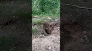#nature #урал #нора #грибы