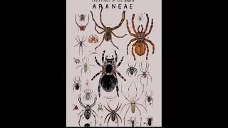 Episode 10 | Type of Araneae #spider #Animal #NATanimals