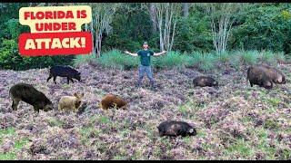 Backyard Hog Hunting | Several Hogs Down!