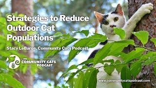 Strategies for Reducing Cat Populations