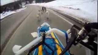 Sleddog crash