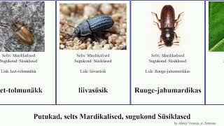 Putukad, selts Mardikalised, sugukond Süsiklased insect Chris Frégate Kirjusüsik liivasüsik Light