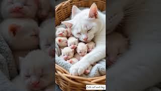 cute cat hugs so cute kittens   #kitty