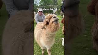 Alpaca & Llama videos to boost your serotonin   #animal #alpaca #babyanimals #cuteanimals