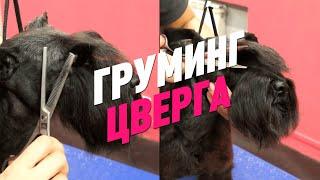 ГРУМИНГ ЦВЕРГА / ЦВЕРГШНАУЦЕР / GROOM SCHOOL