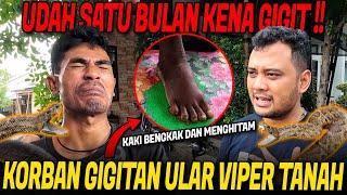 MIRIS BANGET UDAH SEBULAN DIGIGIT ULAR VIPER TANAH !! KORBAN PASRAH DITANGANIN PANJI PETUALANG