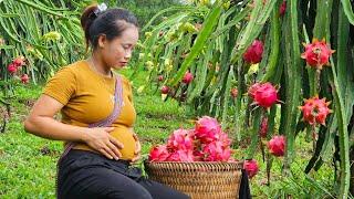 17 year old unmarried girl pregnant - Harvesting dragon fruit garden to sell to market l Lý Thị Sai