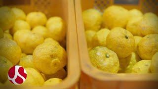 Kito Yuzu is the finest yuzu citrus in Japan