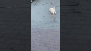 two dogs attacks white cat