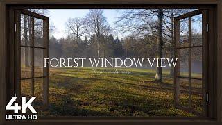 4K Forest window view birds singing - Relaxing, Calming, Ambience, white noise