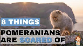 8 Things That Pomeranians Are Scared Of