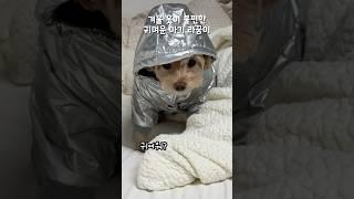 옷 불편한 아기 강아지 #강아지 #shorts #말티푸