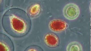 Haematococcus pluvialis