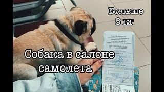 Как лететь с собакой больше 8 кг в салоне самолёта