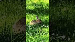 lovely Rabbit 3