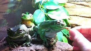 Stickyfrogs Dinner Skills Practice! Gumby is working on Accuracy! Jens is focusing on Timing!