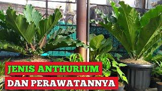 MENGENAL JENIS ANTHURIUM DAN PERAWATANNYA