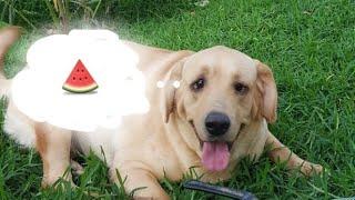 Labrador and the watermelon