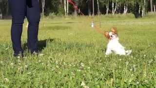 Kennel FCI "DZHERMANOTTA ROYALS". Puppies Litter "A