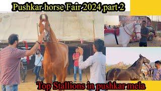 Top Stallions in pushkar mela Pushkar horse Fair 2024 part 2 #beanttulewal #pushkarmela2024