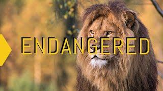 Endangered | A Documentary On Endangered Animals |