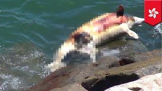 Dead dolphin: Chinese white dolphin corpse floats ashore in Hong Kong