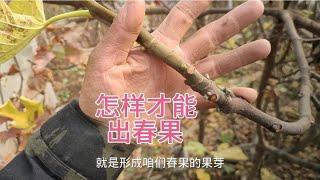 无花果怎样种植才有春果？看看这棵金傲芬吧，枝枝都能出春果！