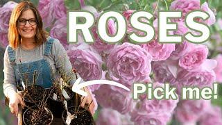 Choose the Right Rose: How to Decide Which Roses to Plant