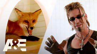 Top 3 FOX Captures | Billy the Exterminator | A&E